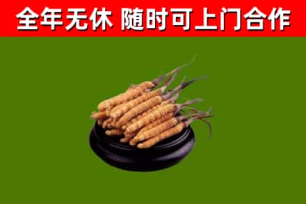 揭阳回收散虫草